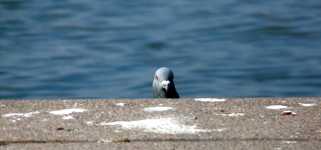 thedoveofprocrastination